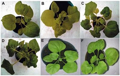 Transgenic Expression of Synthetic Coat Protein and Synthetic Replication Associated Protein Produces Mild Symptoms and Reduce Begomovirus-Betasatellite Accumulation in Nicotiana benthamiana